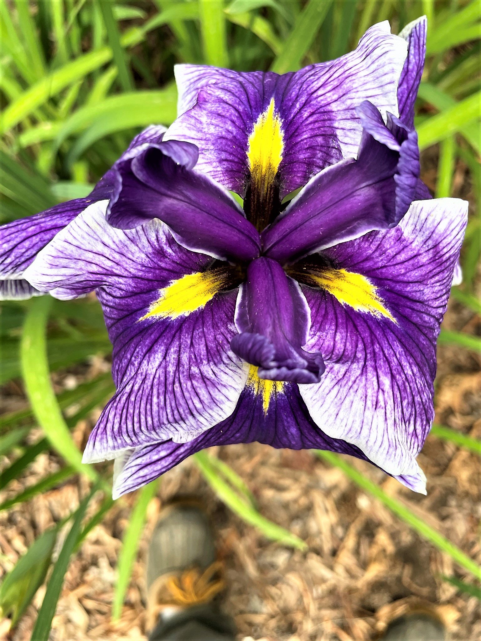 Iris — MapleWalk Garden